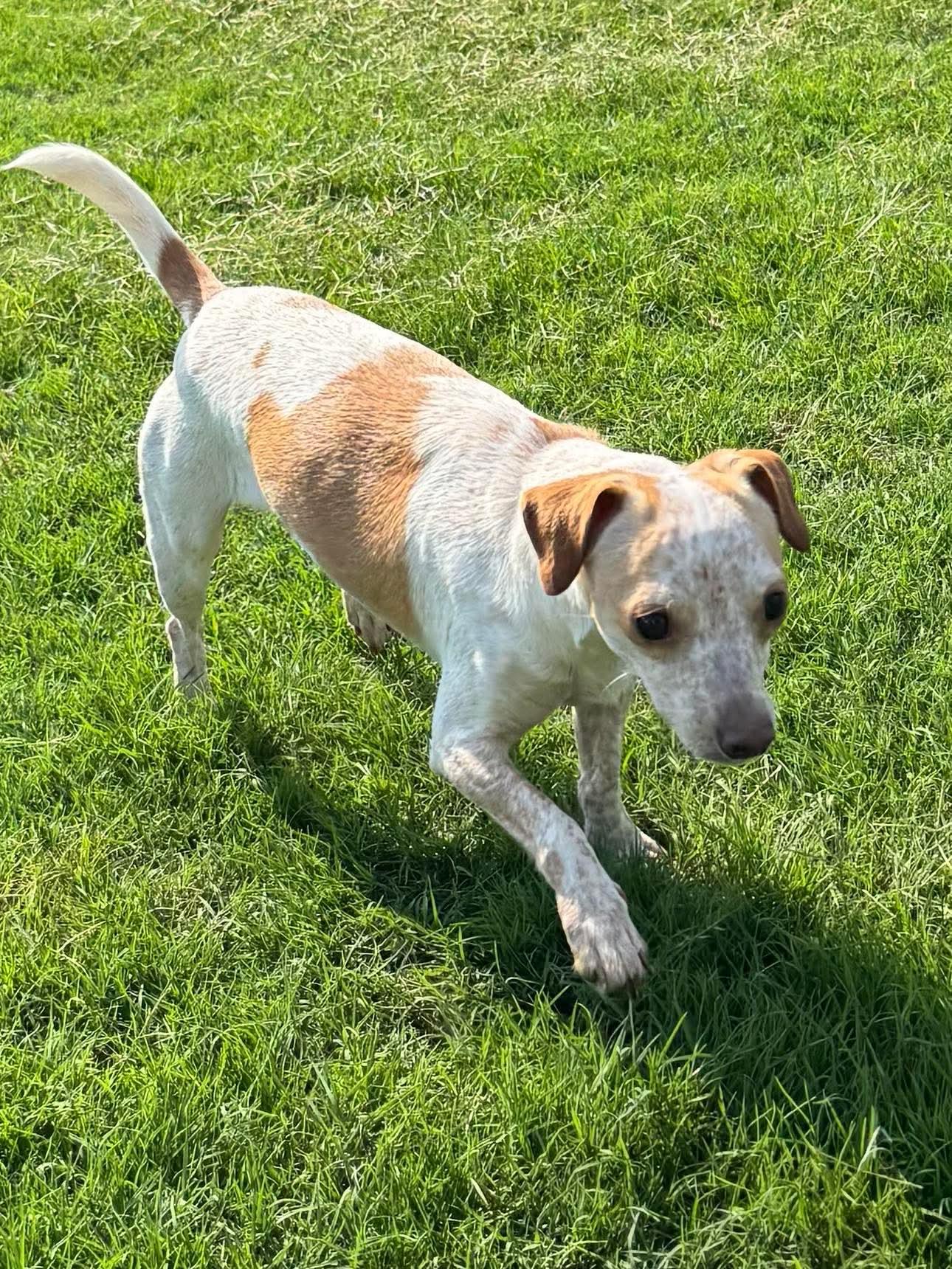 Enlarge Augusta Georgia Peach, a Adoptable mixed breed in warrenville, SC image 2/6