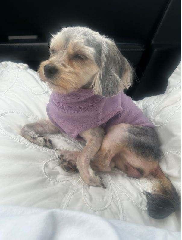 Maya, a ADOPTABLE Yorkshire Terrier in Indian Trail, NC image 1/5