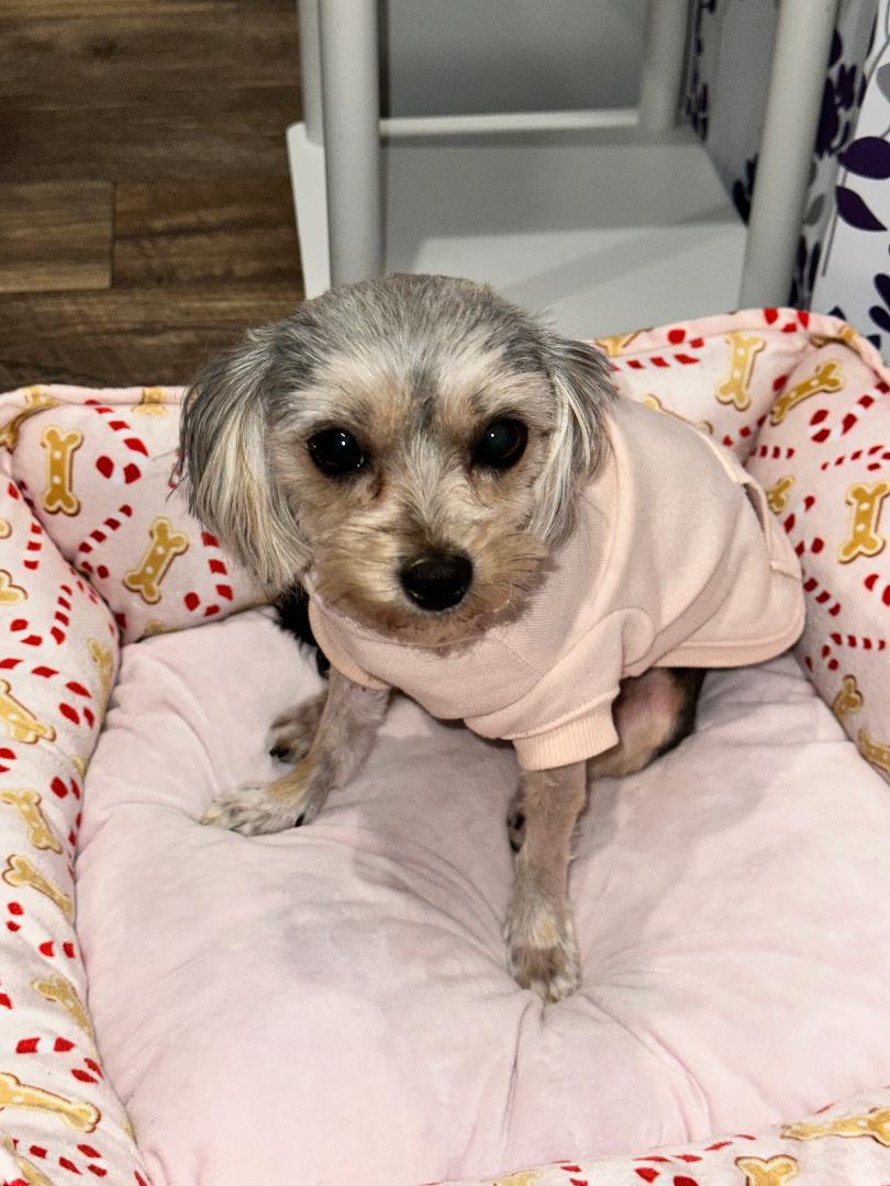 Maya, a ADOPTABLE Yorkshire Terrier in Indian Trail, NC image 5/5