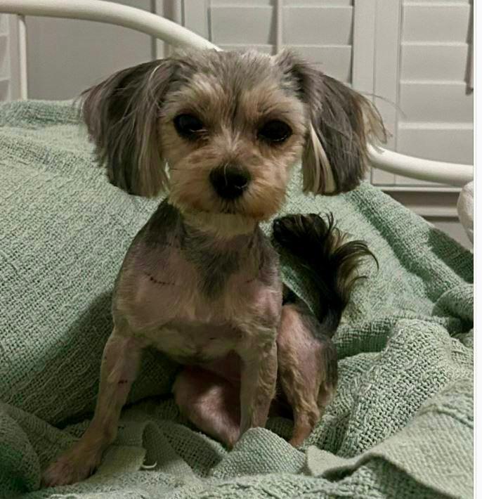 Maya, a ADOPTABLE Yorkshire Terrier in Indian Trail, NC image 3/5