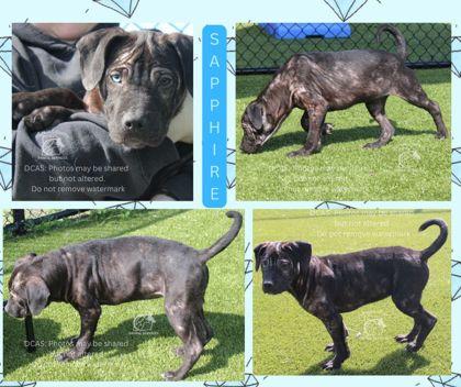 Enlarge SAPPHIRE, a Adoptable mixed breed in Kenansville, NC image 1/1