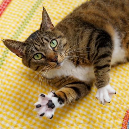 Sheila, a Adoptable mixed breed in Atlanta, GA image 2/3