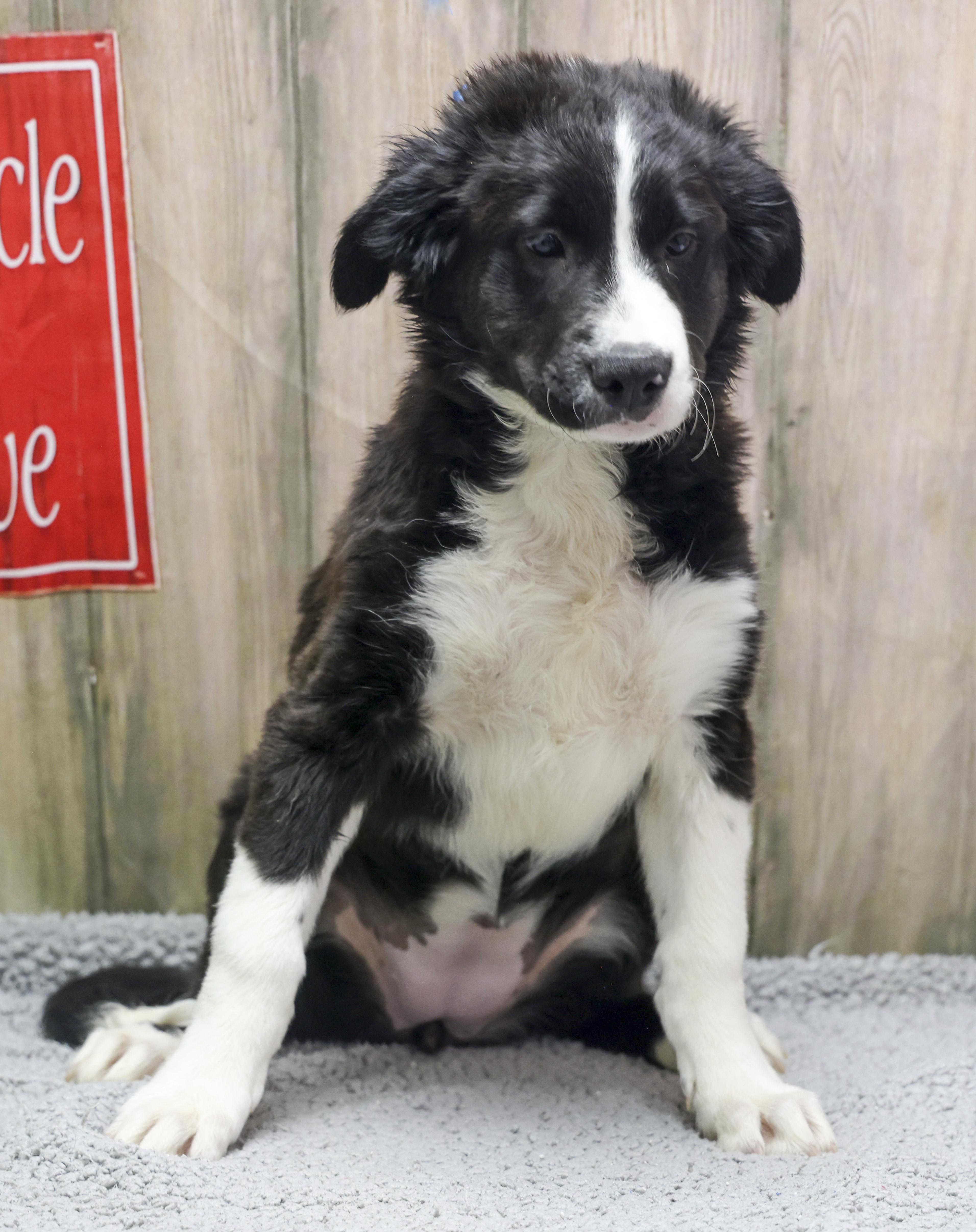 Serena, adopted, Young Female Hound.