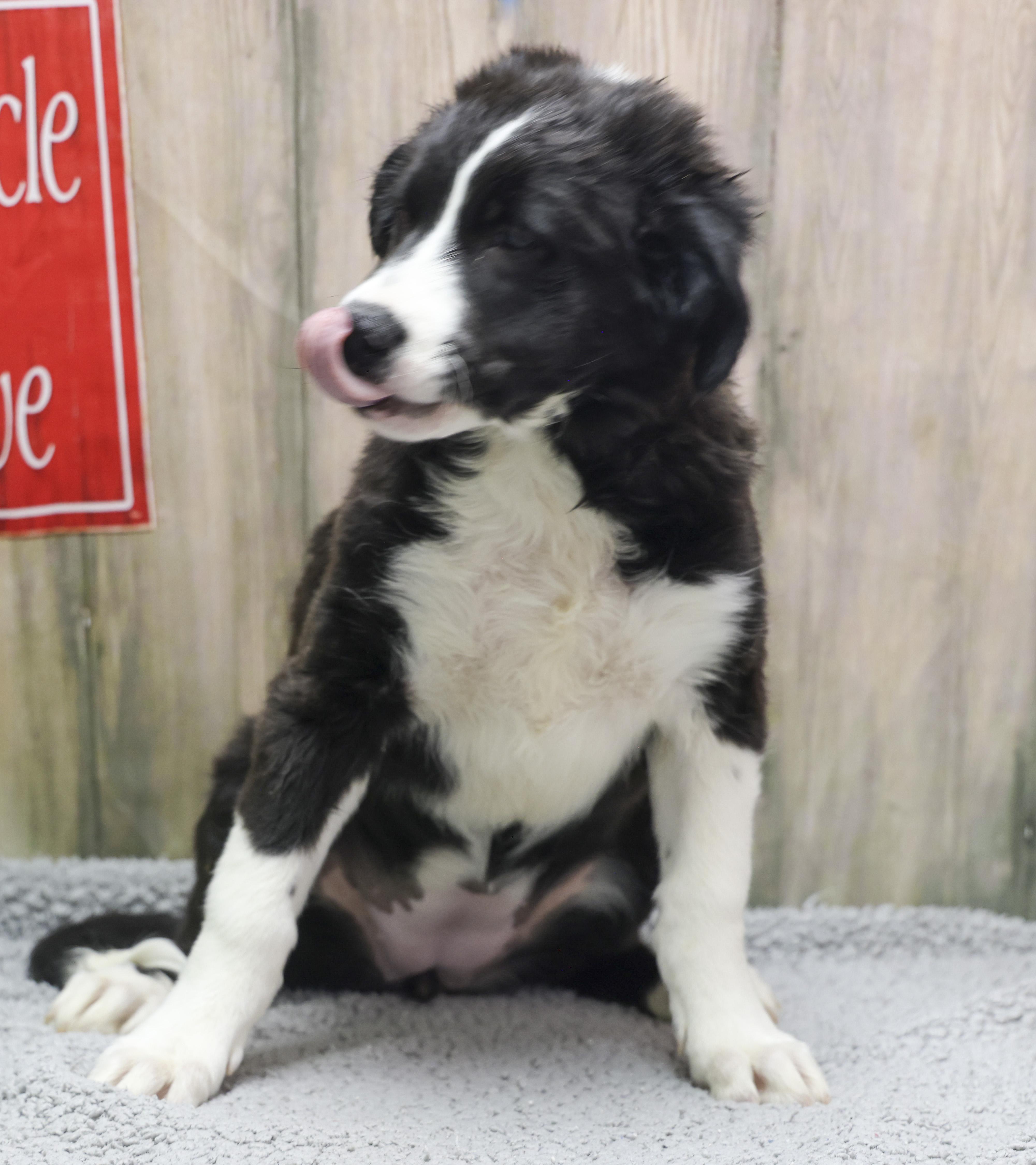 Serena, an adopted mixed breed in Casa Grande, AZ image 3/3