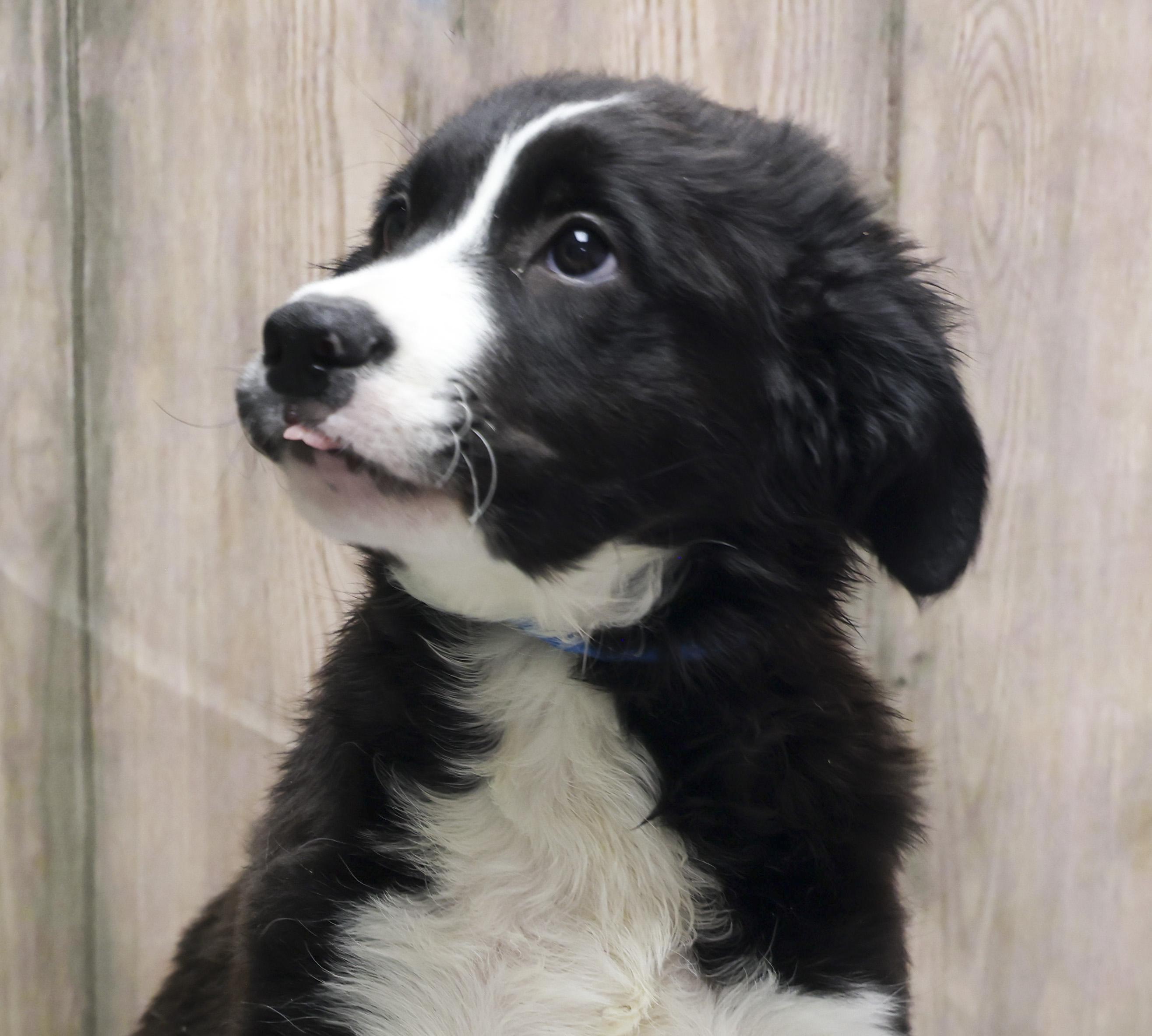 Serena, an adopted mixed breed in Casa Grande, AZ image 2/3