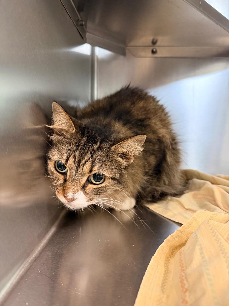 Squirrel, Adoptable, Senior Female Domestic Medium Hair.