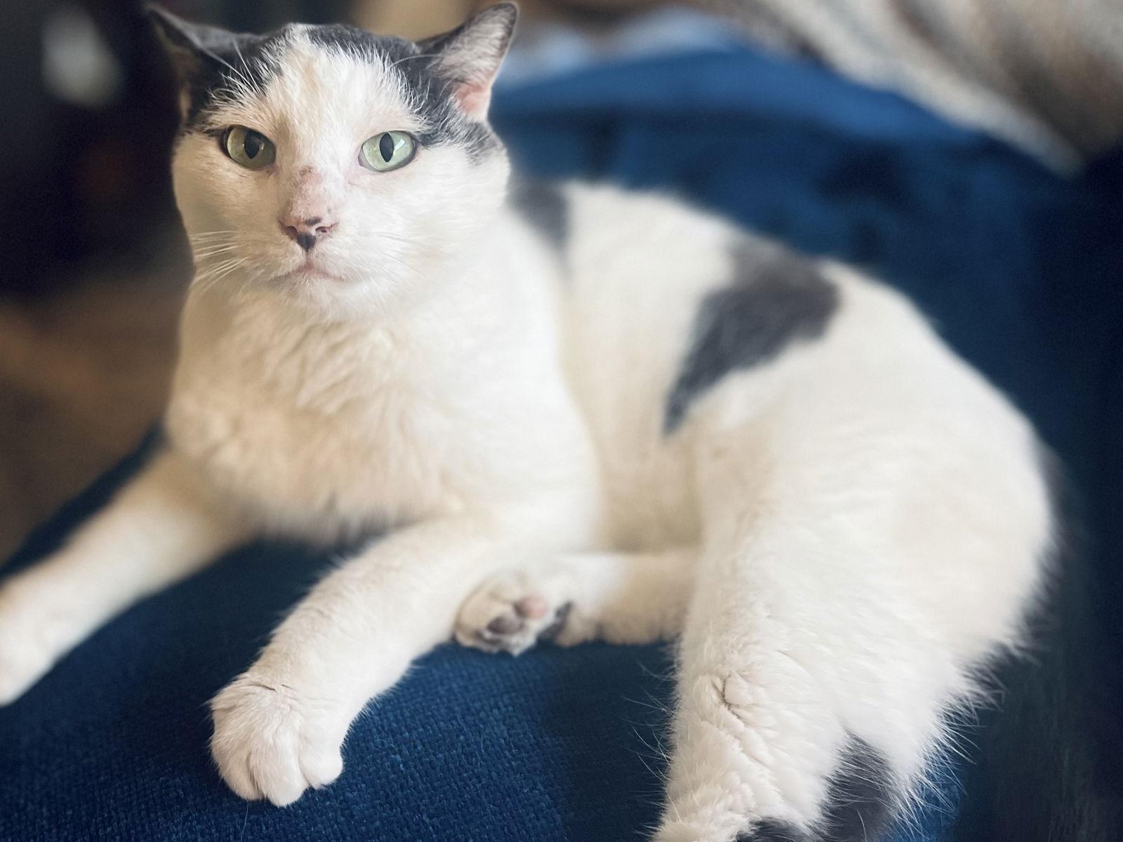 Cream Cheese-Meet Me @ Petco 3/7/26!, Adoptable, Adult Male Domestic Short Hair.