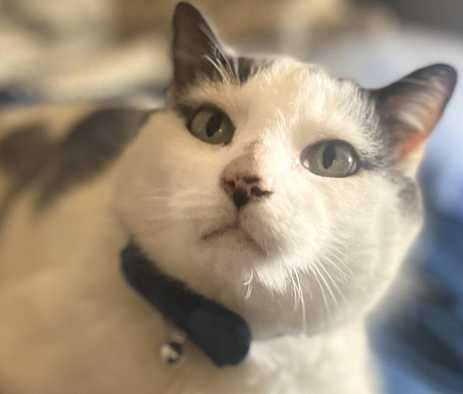 Enlarge Cream Cheese-Meet Me @ Petco 3/7/26!, a Adoptable Domestic Short Hair in Cookeville, TN image 2/3