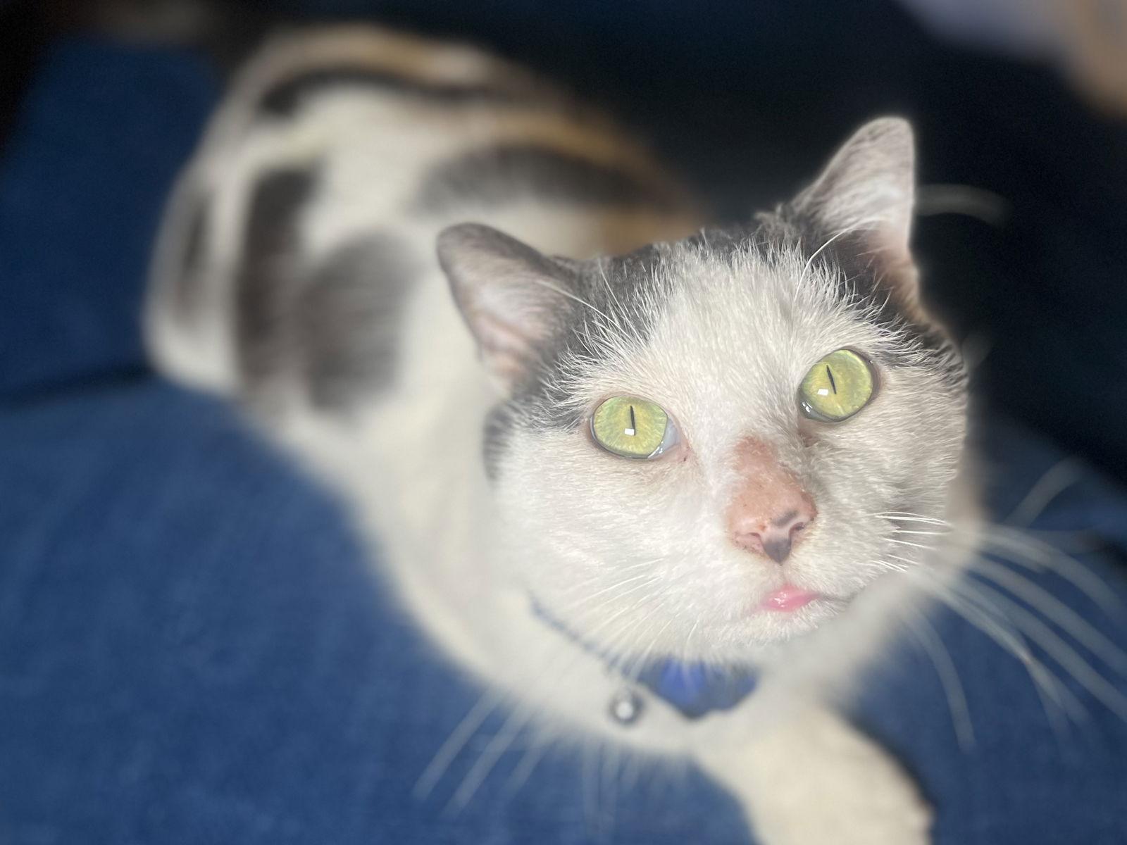 Enlarge Cream Cheese-Meet Me @ Petco 3/7/26!, a Adoptable Domestic Short Hair in Cookeville, TN image 3/3