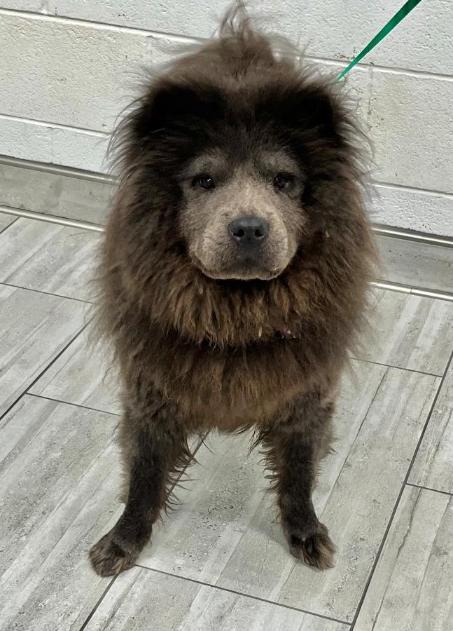 Lexi, ADOPTABLE, Adult • Female, Chow Chow.