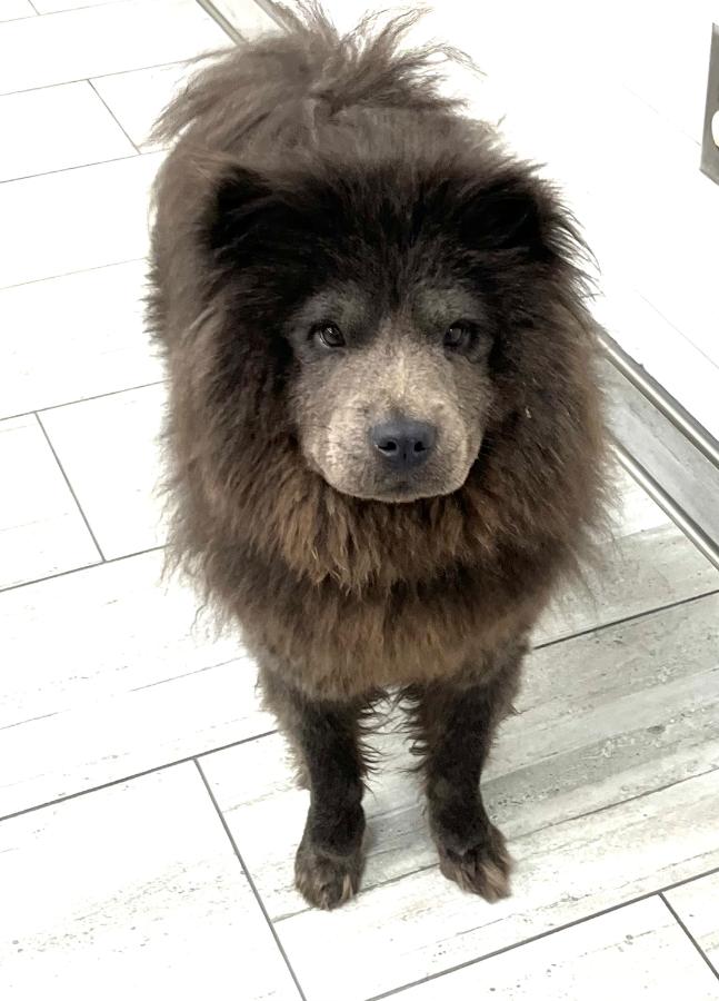Enlarge Lexi, a Adoptable Chow Chow in Wells, VT image 2/4