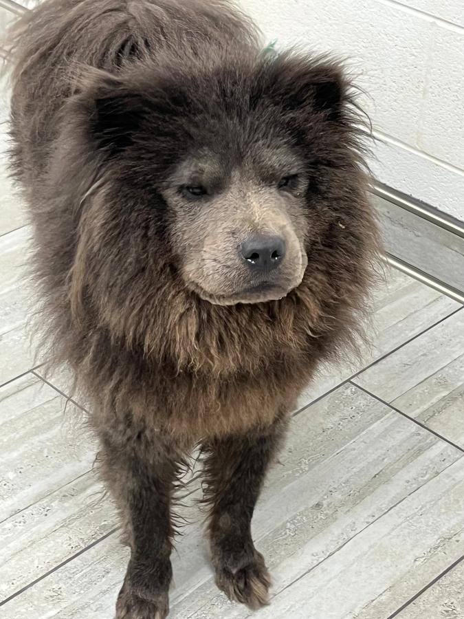 Enlarge Lexi, a Adoptable Chow Chow in Wells, VT image 3/4