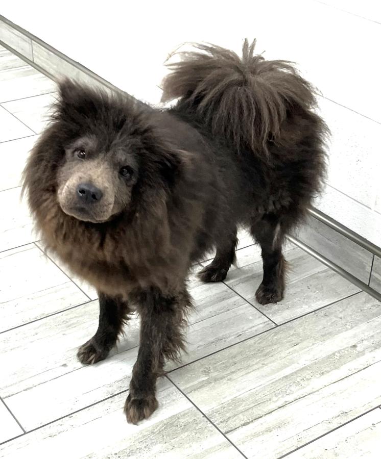 Enlarge Lexi, a Adoptable Chow Chow in Wells, VT image 4/4