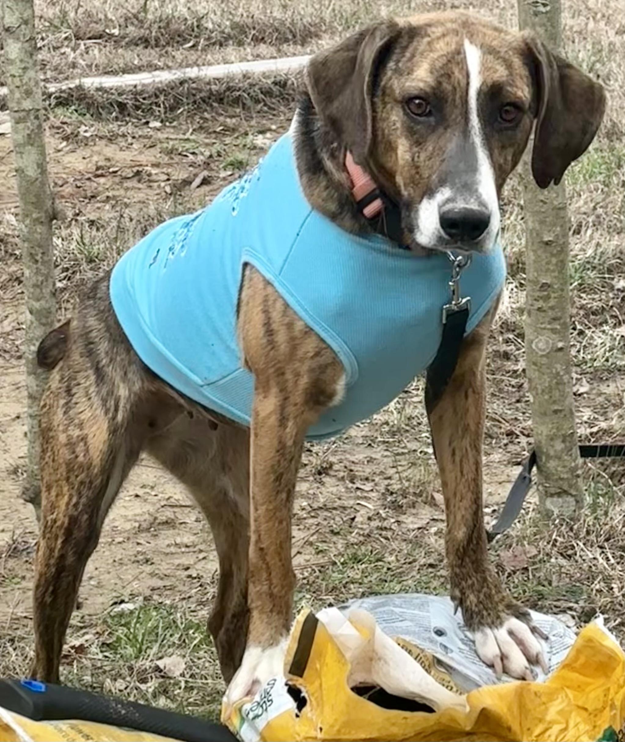 Enlarge Belle, a Adoptable mixed breed in North Kingstown , RI image 4/6