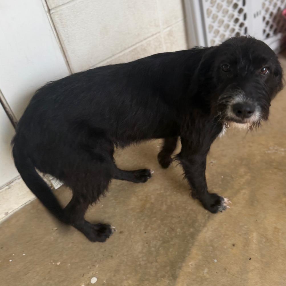 Cindy Lou Who thumbnail 2