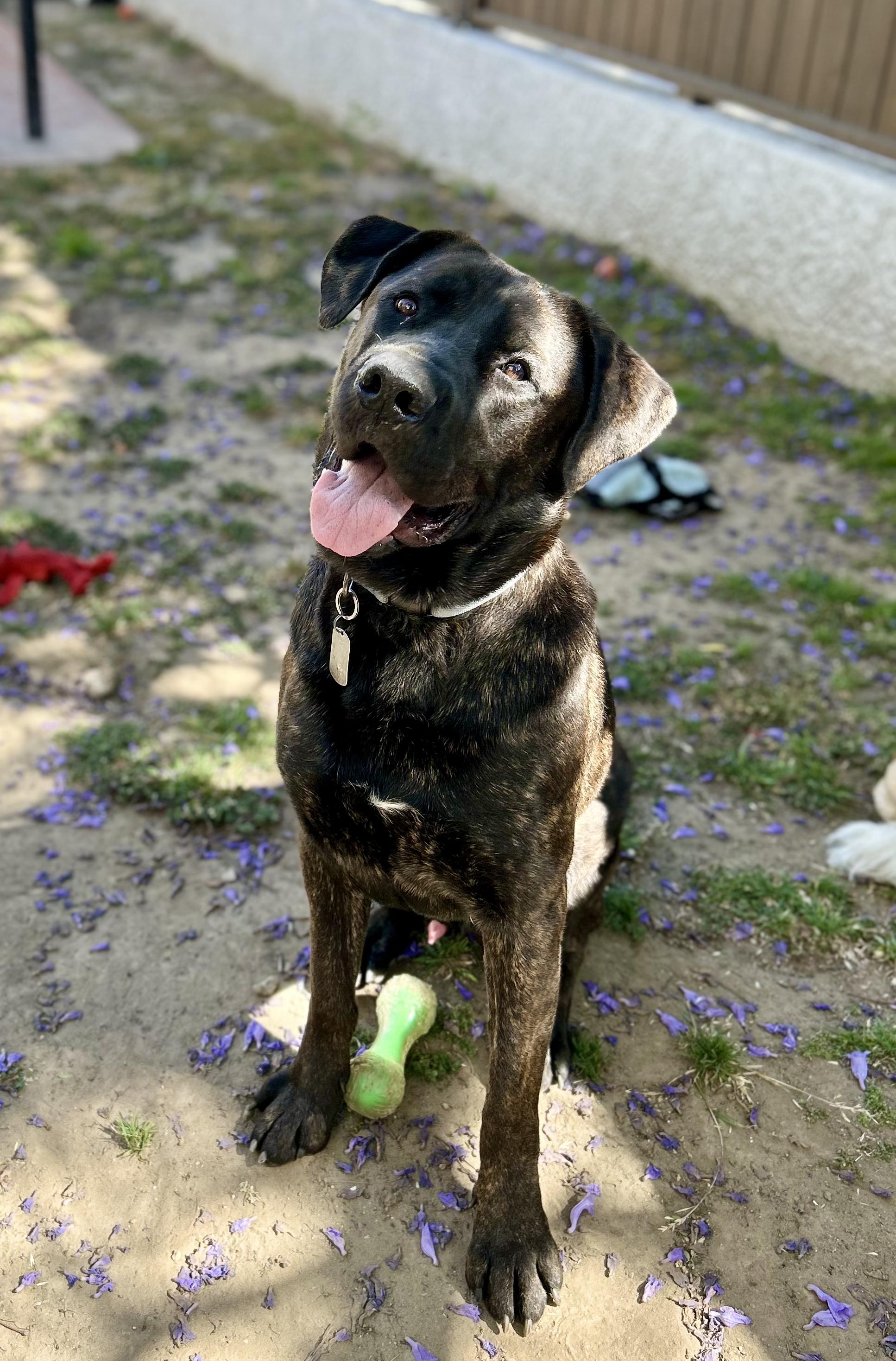 Alfie, a Adoptable mixed breed in North Hollywood, CA image 2/6