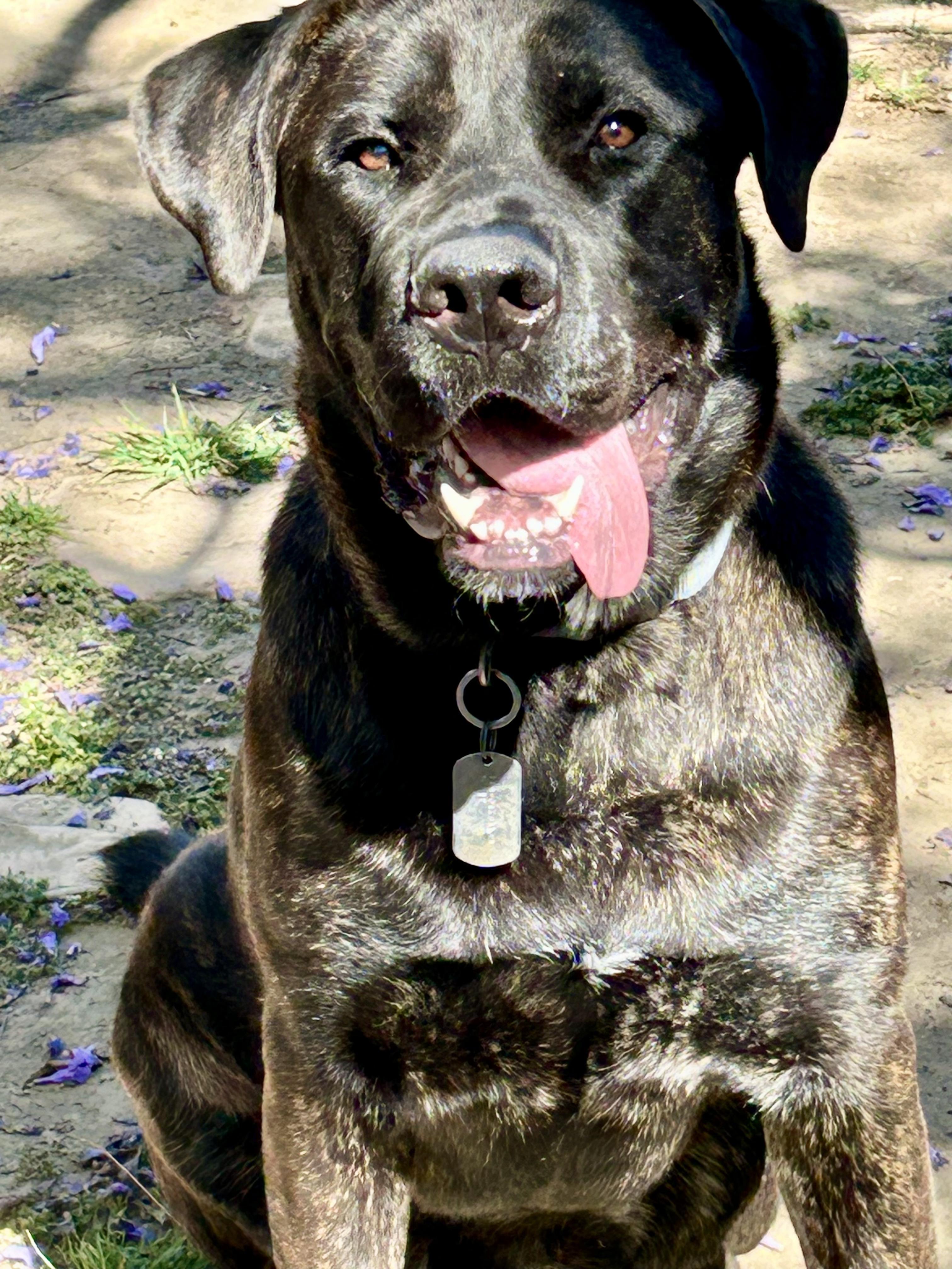 Alfie, a Adoptable mixed breed in North Hollywood, CA image 4/6