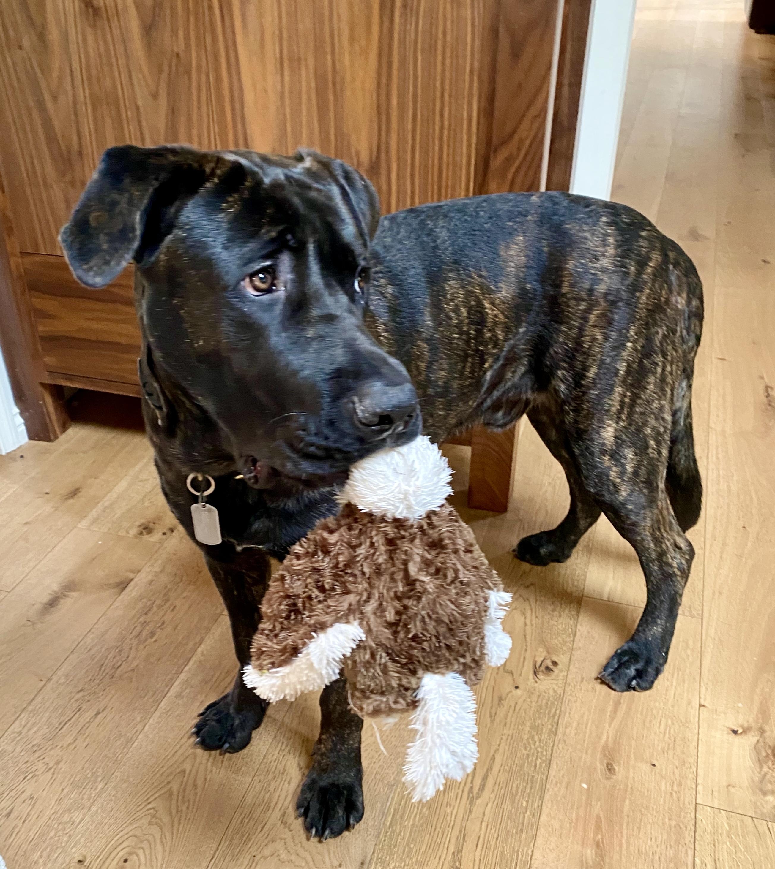 Alfie, a Adoptable mixed breed in North Hollywood, CA image 5/6