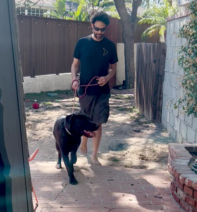 Enlarge Alfie, a Adoptable mixed breed in North Hollywood, CA video 6/6