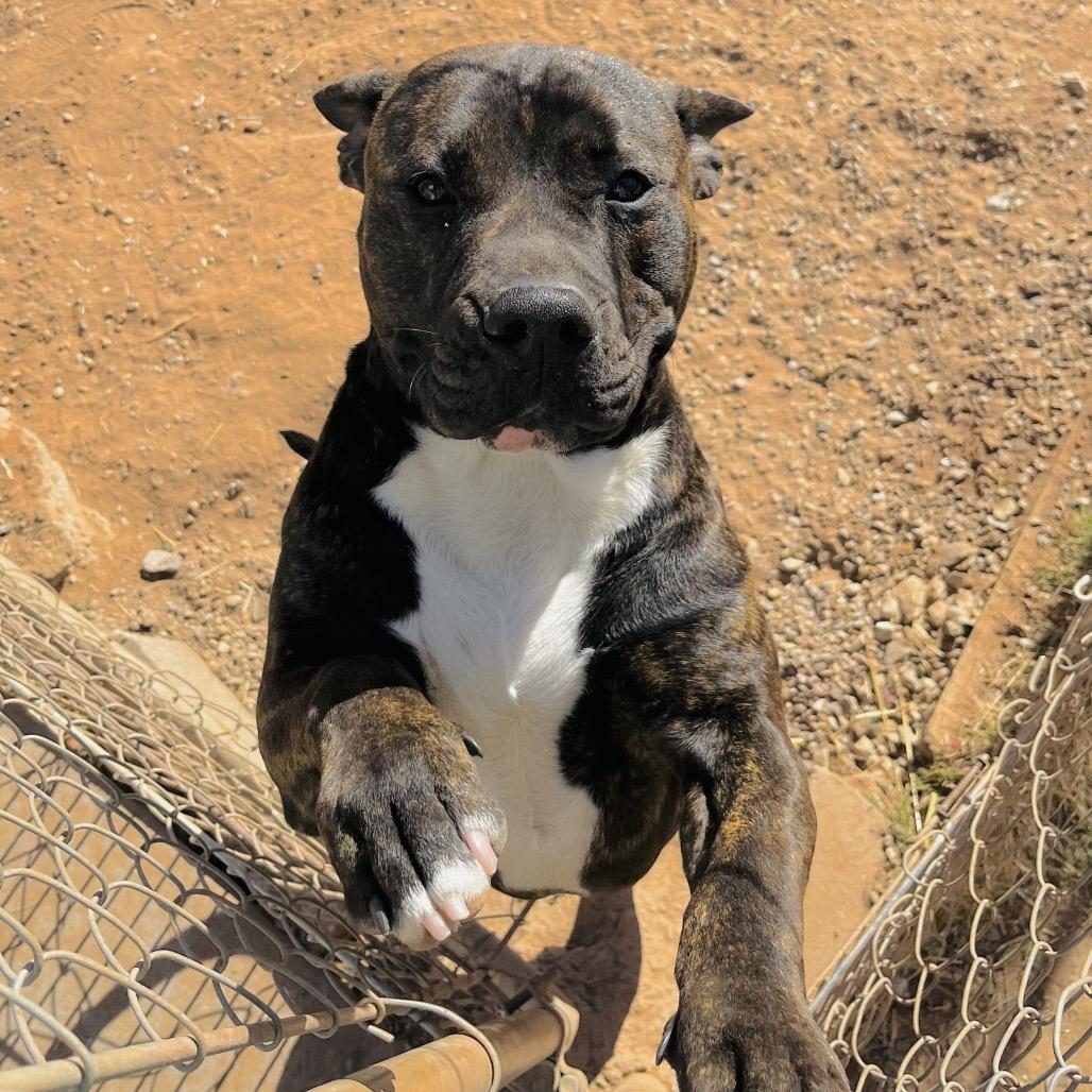 Thor, a Adoptable English Bulldog in Duncan, OK image 1/6
