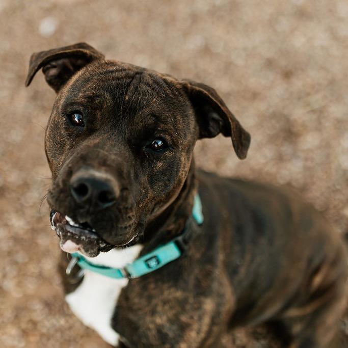 Thor, a Adoptable English Bulldog in Duncan, OK image 2/6