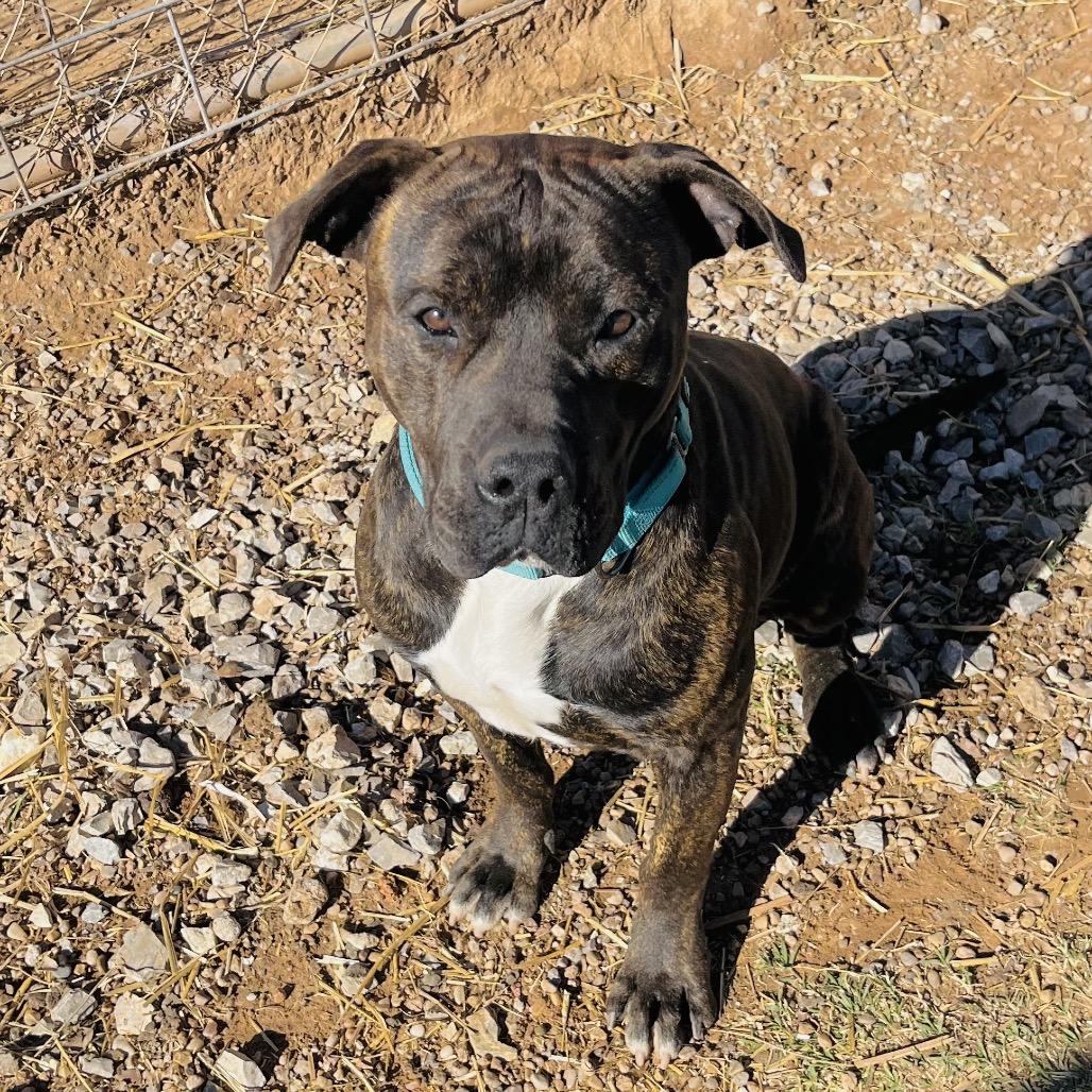 Thor, a Adoptable English Bulldog in Duncan, OK image 3/6