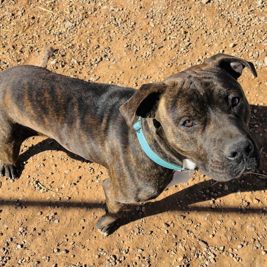 Thor, a Adoptable English Bulldog in Duncan, OK image 4/6