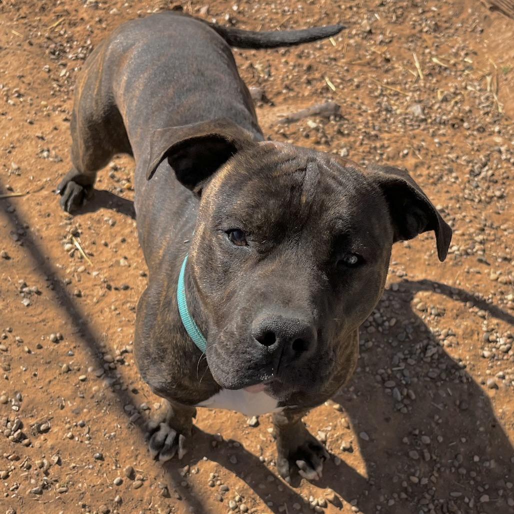 Thor, a Adoptable English Bulldog in Duncan, OK image 5/6