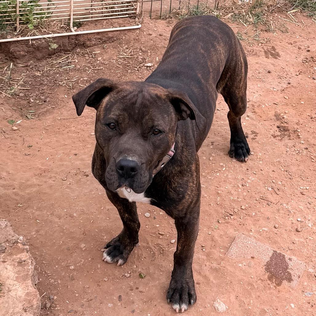 Enlarge Thor, a Adoptable English Bulldog in Duncan, OK image 5/6