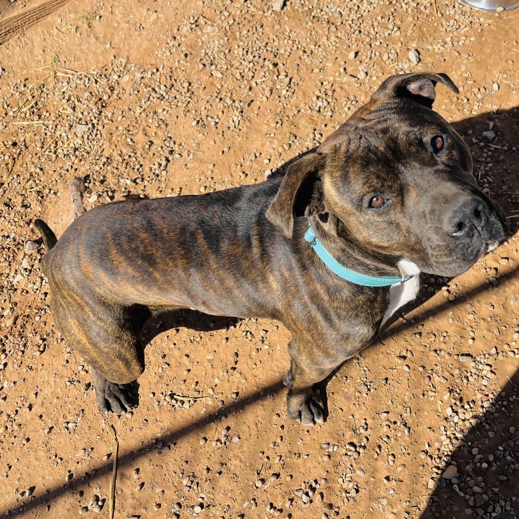 Thor, a Adoptable English Bulldog in Duncan, OK image 6/6