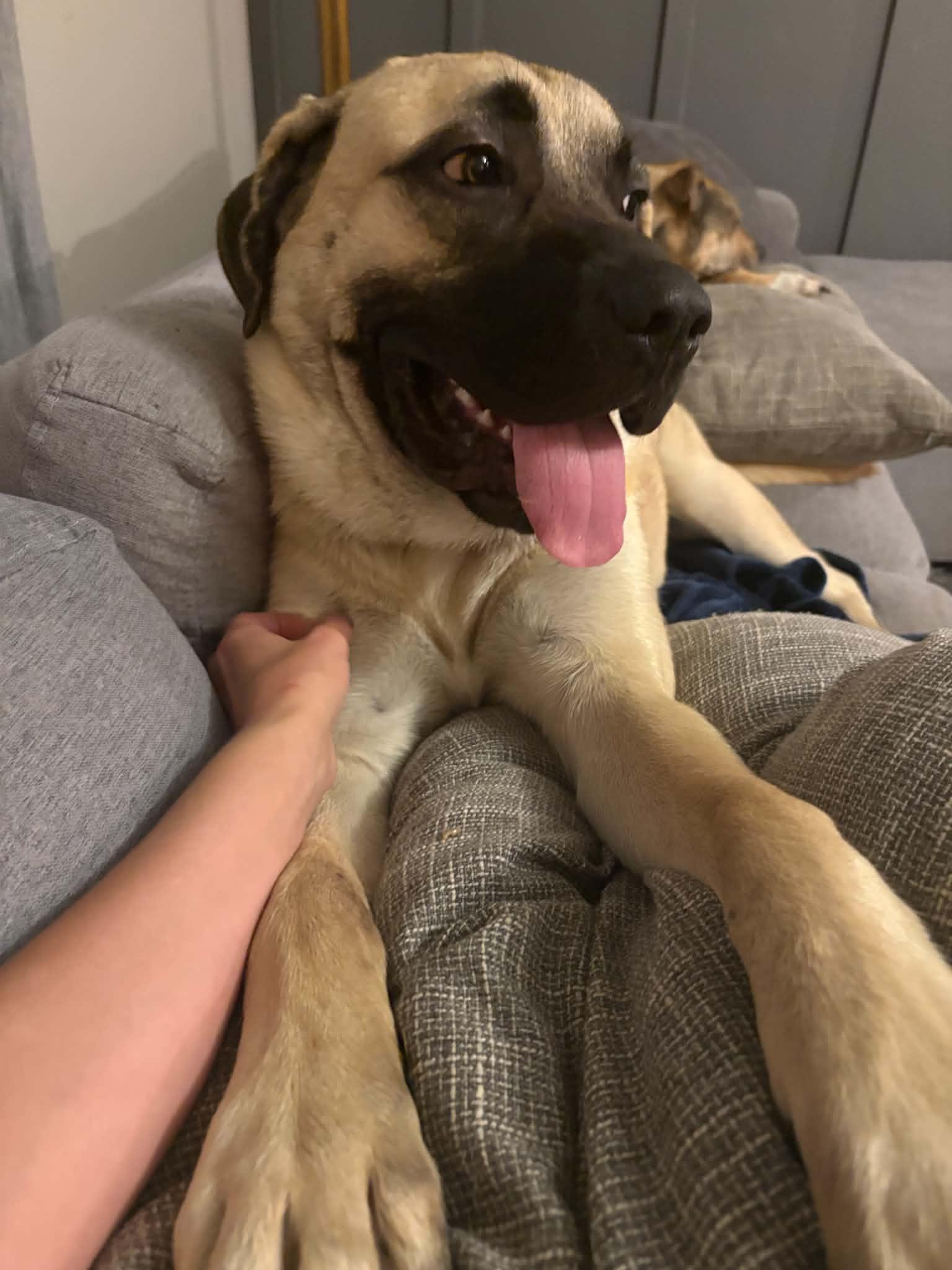 Moose, adopted, Puppy Male Anatolian Shepherd.