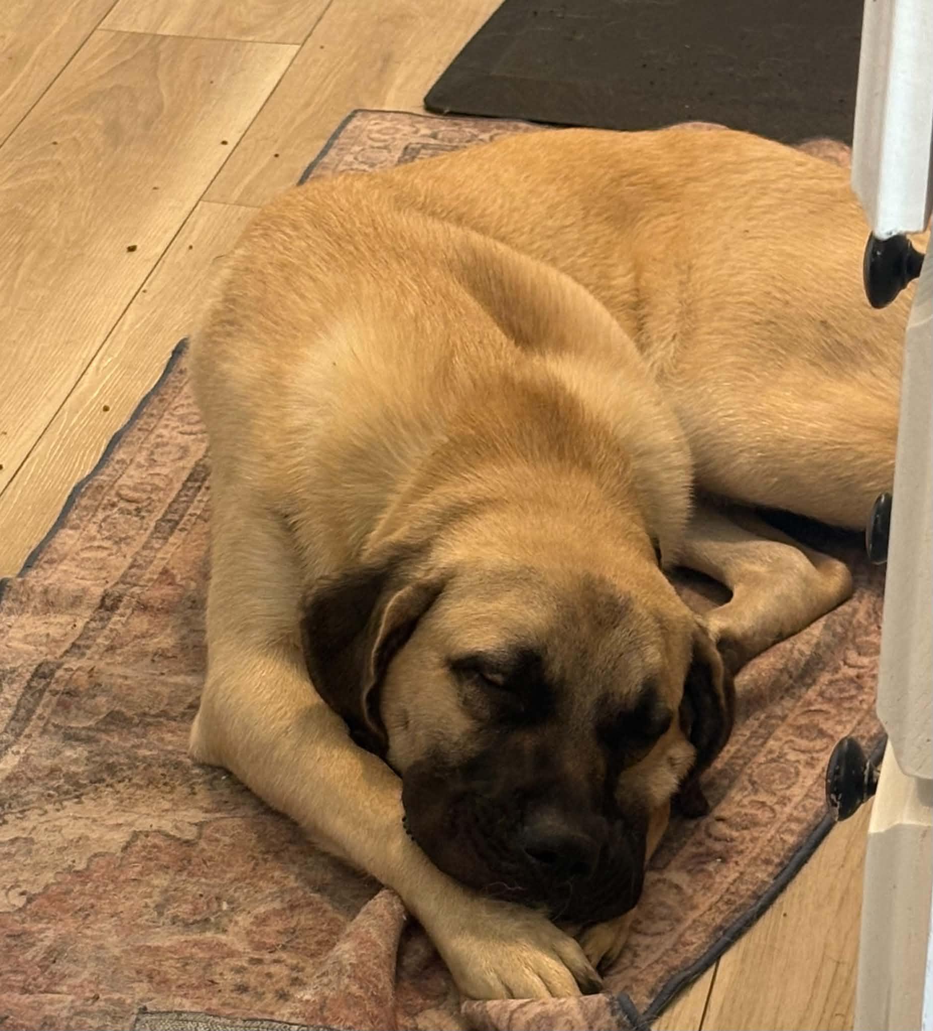 Enlarge Moose, an adopted mixed breed in Indianapolis, IN image 2/5