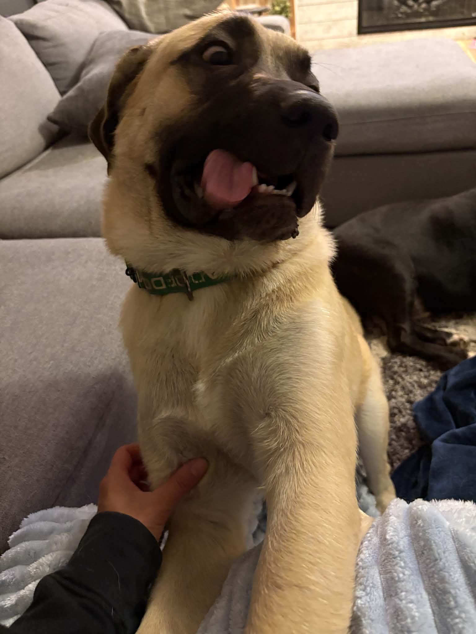 Enlarge Moose, an adopted mixed breed in Indianapolis, IN image 3/5