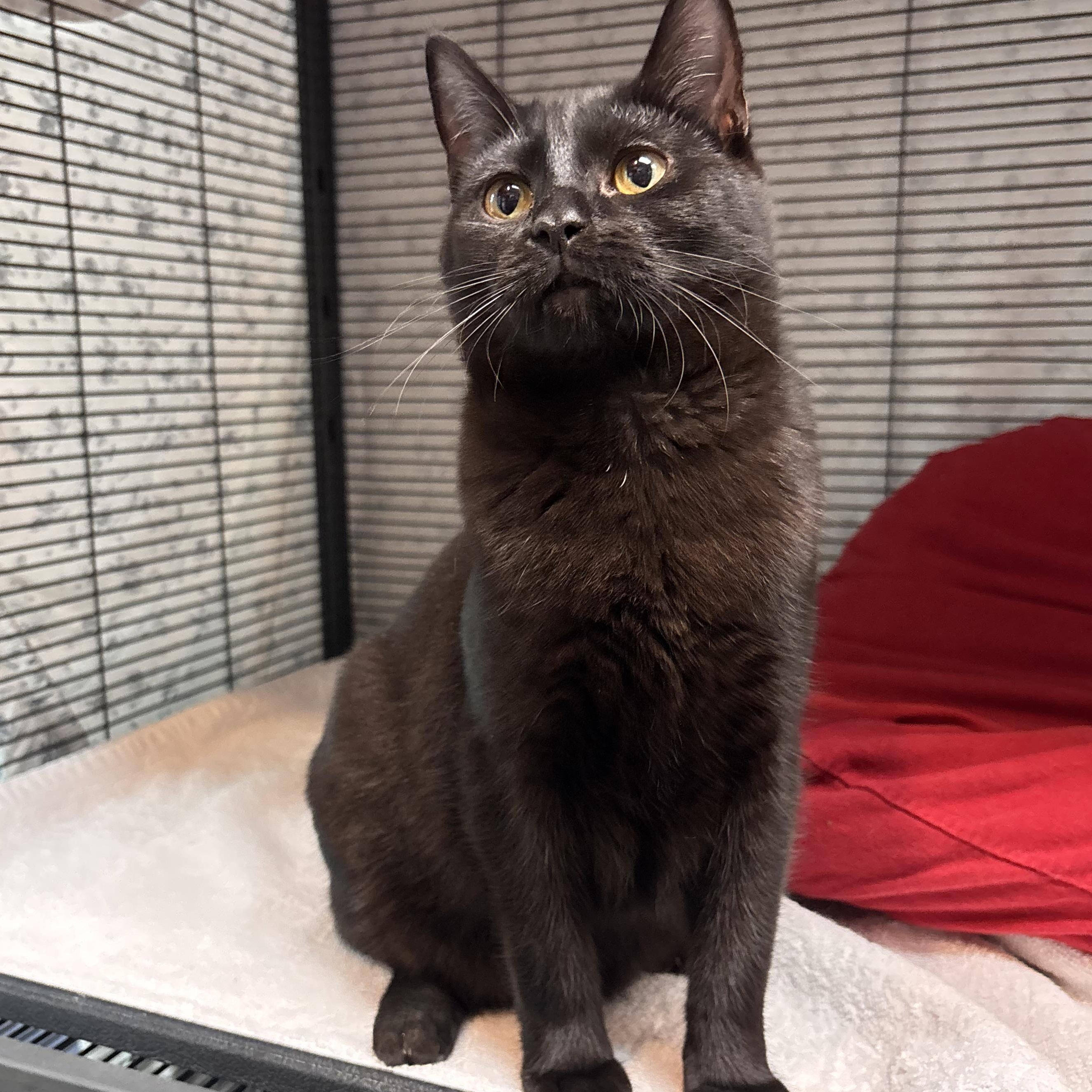 Enlarge Mercury, an adoptable Domestic Short Hair in Charleston, SC image 2/2