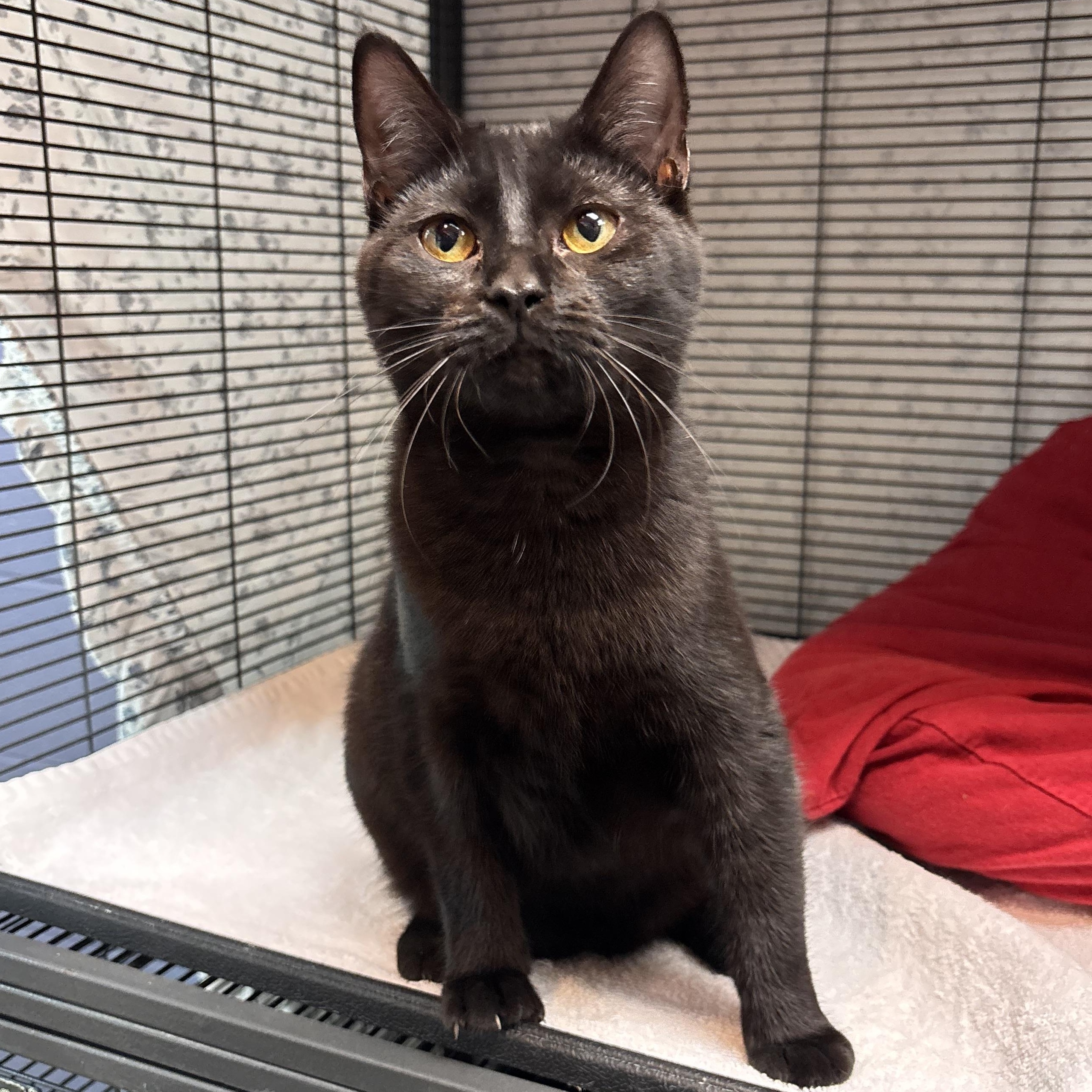 Enlarge Mercury, an adoptable Domestic Short Hair in Charleston, SC image 1/2