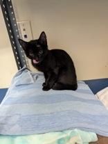 Mercury, adoptable, Young Female Domestic Short Hair.