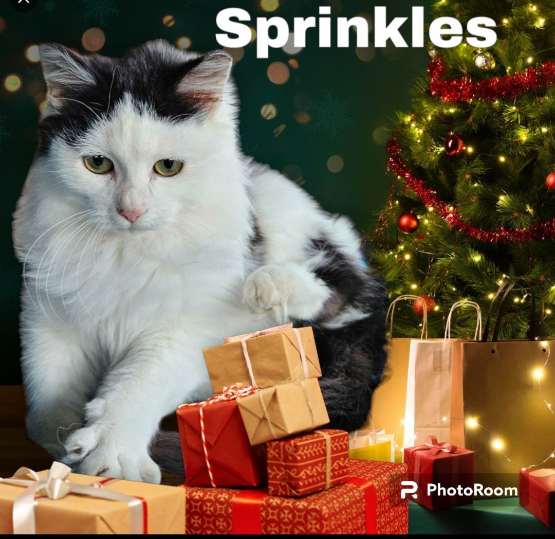 Enlarge Sprinkles , a Adopted mixed breed in Lone Oak, TX image 1/2