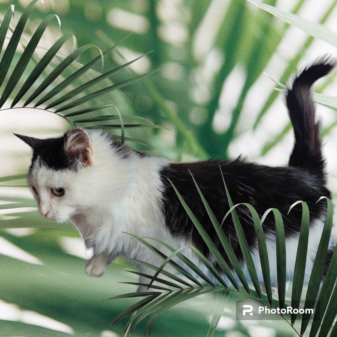 Enlarge Sprinkles , a Adopted mixed breed in Lone Oak, TX image 2/2