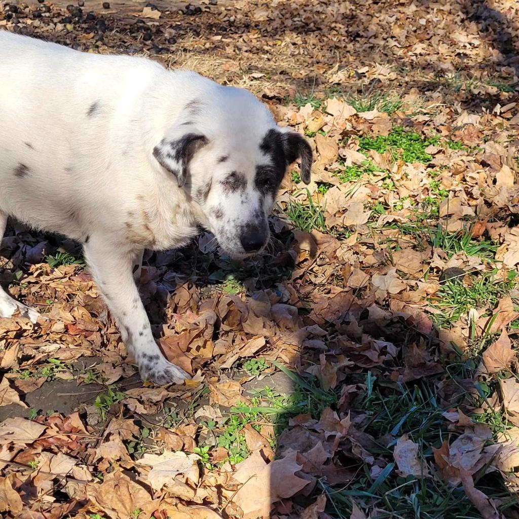 Enlarge Angel, a Adoptable mixed breed in Liberty, IN image 1/2