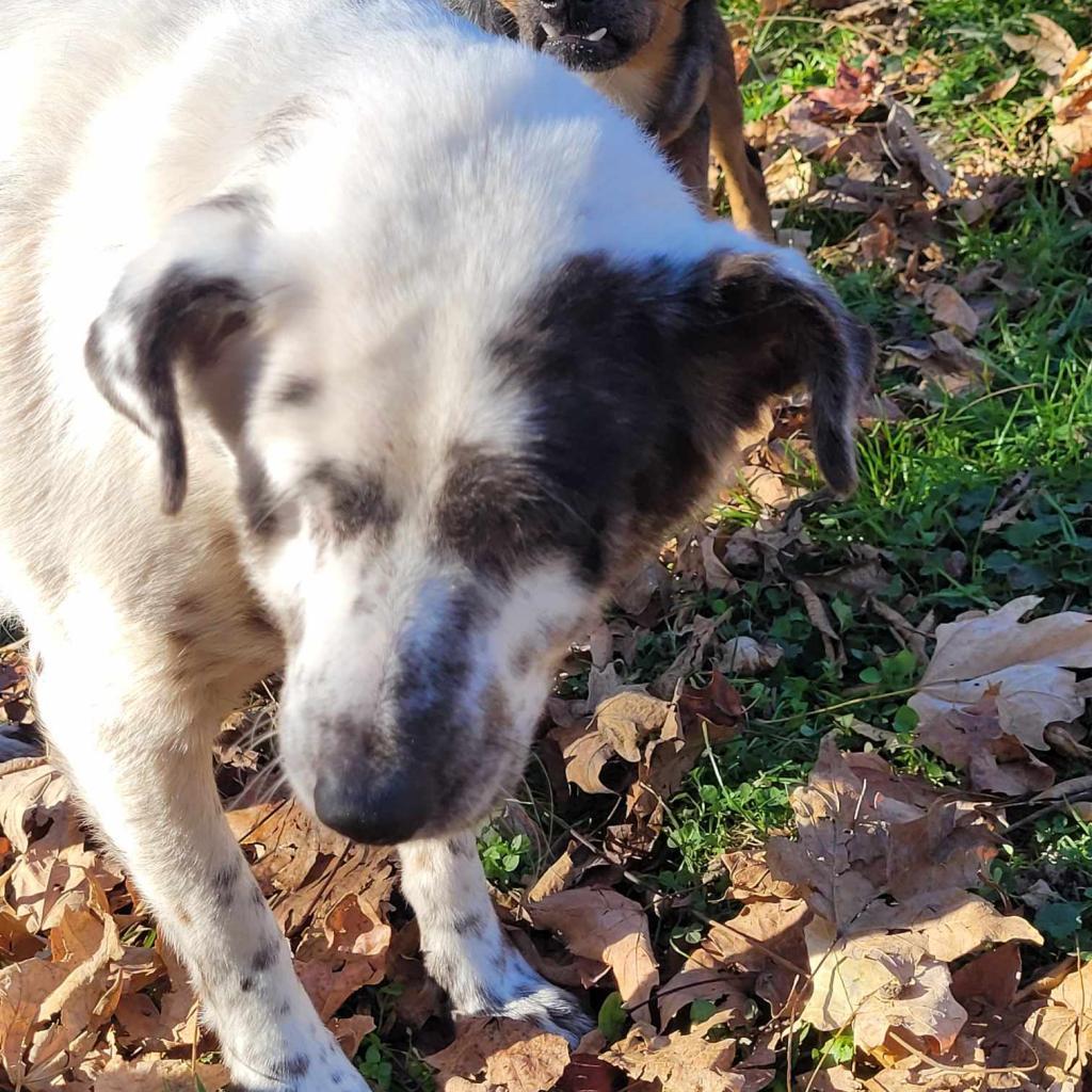 Enlarge Angel, a Adoptable mixed breed in Liberty, IN image 2/2