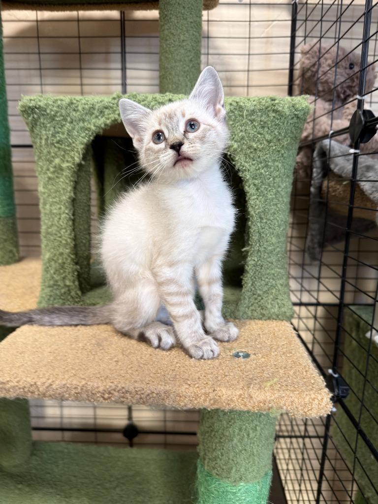 Cream Cheese, Adopted, Kitten Female Domestic Short Hair.