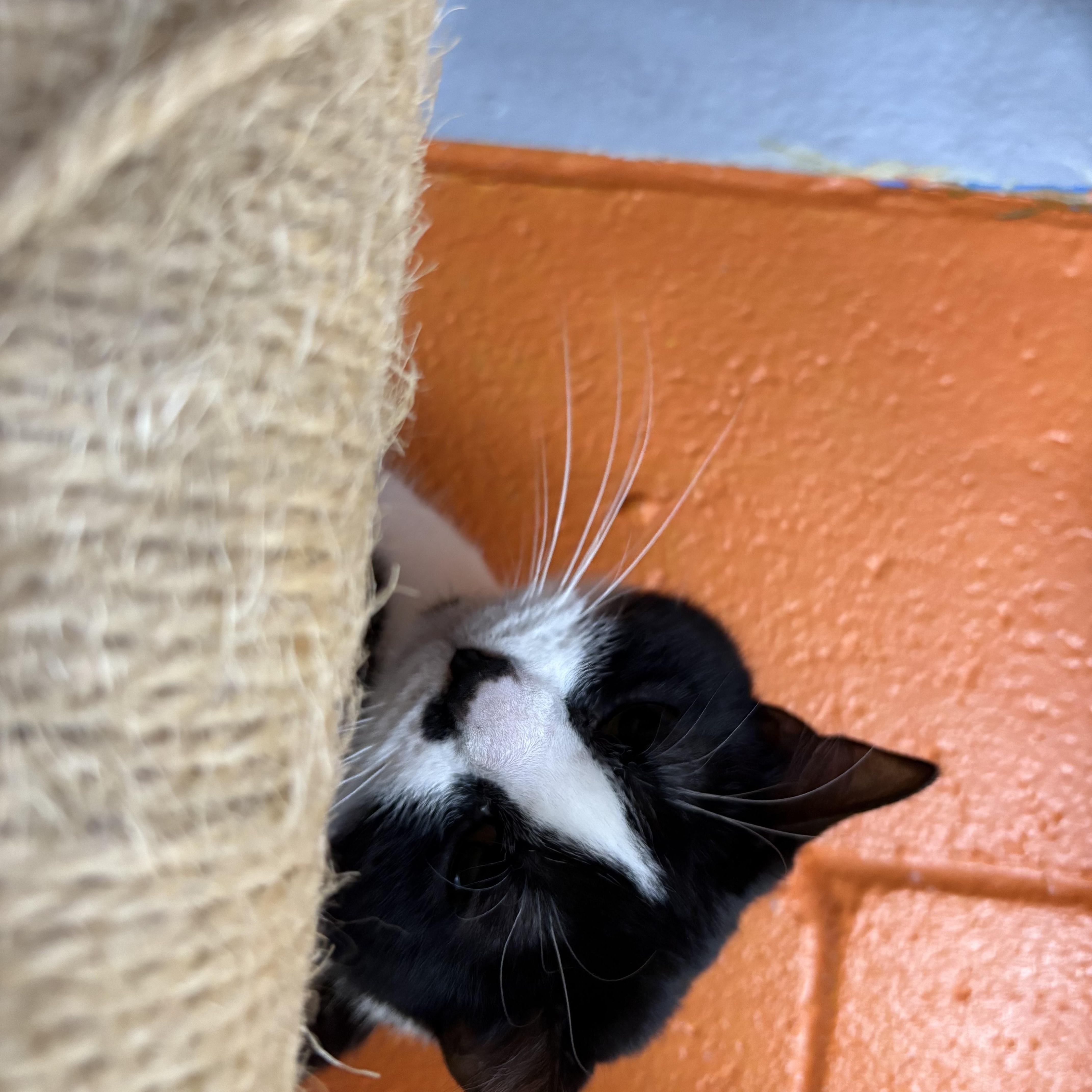 Luna, Adoptable, Adult Female Domestic Short Hair.