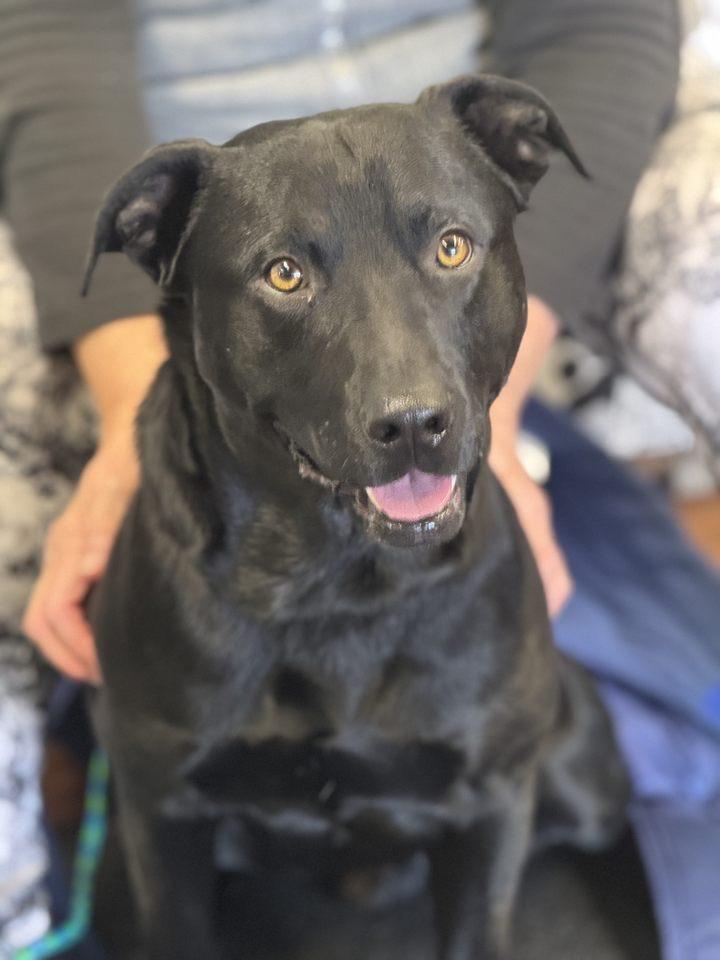 Gus, Adult Male Black Labrador Retriever
