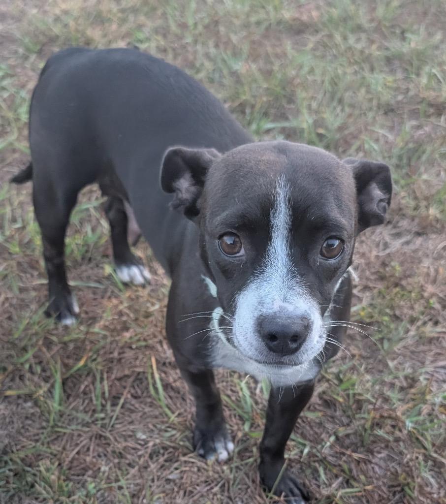 Enlarge Colada-Good w/Most Cats!, a Adopted mixed breed in Fort Myers, FL image 2/3