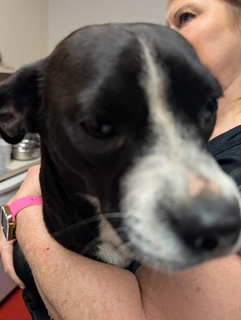 Colada-Good w/Most Cats!, Adoptable, Young Female Boston Terrier & French Bulldog.