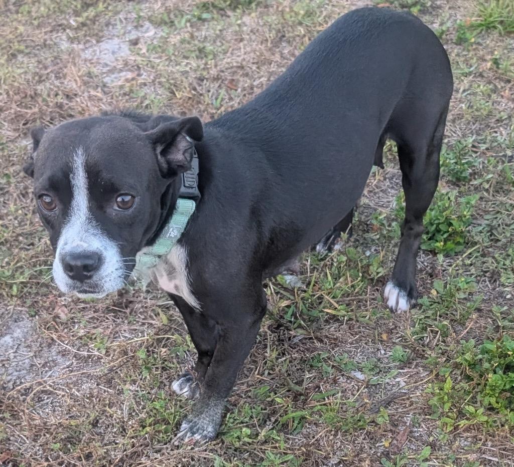 Enlarge Colada-Good w/Most Cats!, a Adopted mixed breed in Fort Myers, FL image 3/3