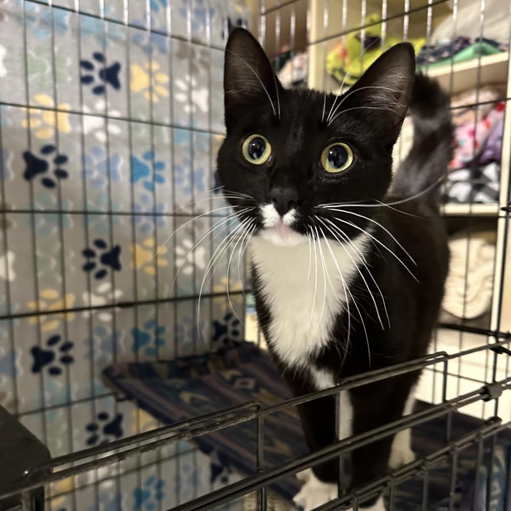 Bellamy, Adoptable, Adult Female Domestic Short Hair.