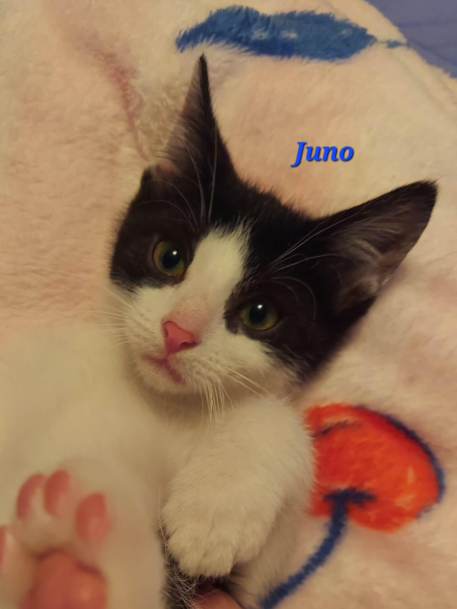 Enlarge Juno, a Adoptable Domestic Short Hair in North Huntingdon, PA image 2/2