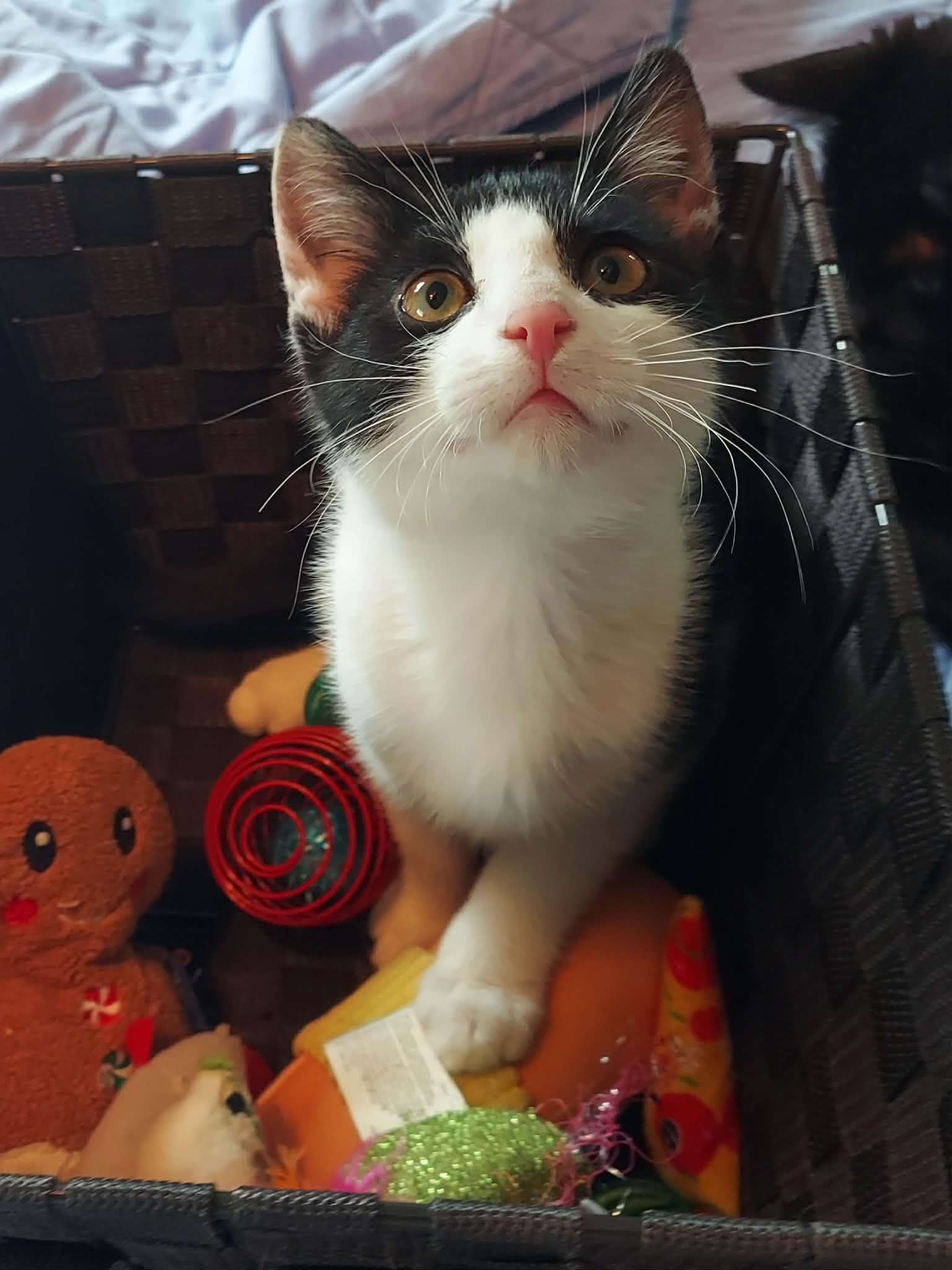 Juno, Adoptable, Kitten Male Domestic Short Hair.