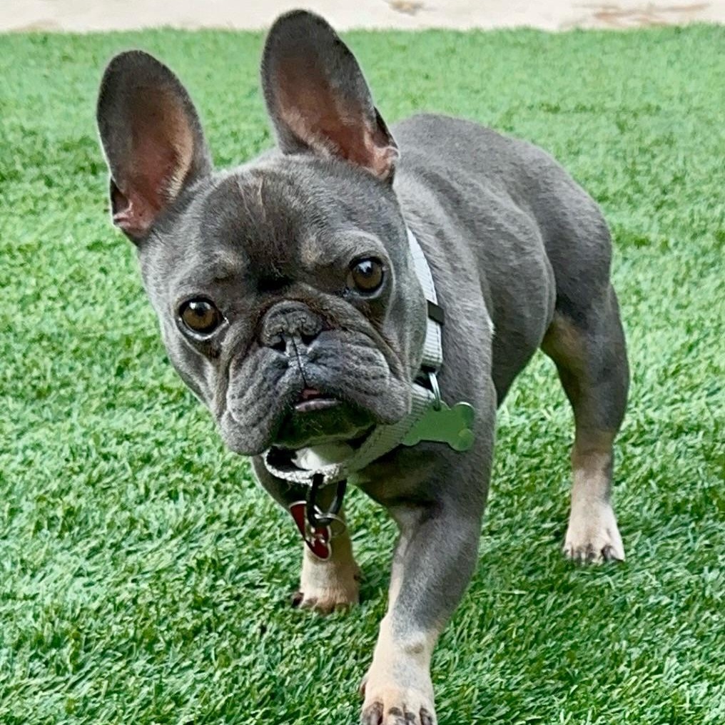 Eleanor, a Adoptable French Bulldog in Citrus Heights, CA image 1/6